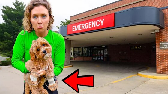 My Puppy Almost Died In An Accident...